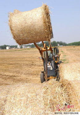 江苏连云港市秋季秸秆高利用率花卉种植，绿色循环经济新篇章！