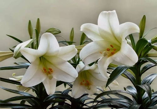 “春季花开时间有哪些？不同品种开花时间大揭秘