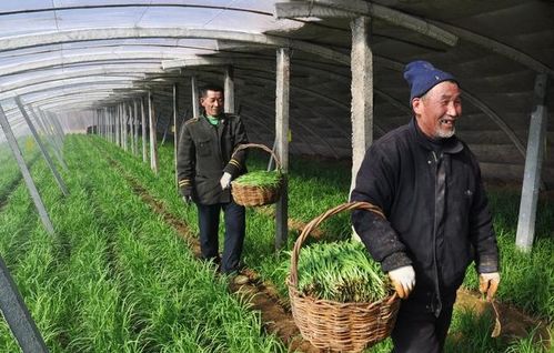 山区旱地麦茬套作大豆育苗移栽技术