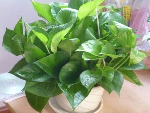 绿箩冬天黄叶，是缺水还是低温