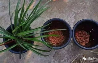 人参榕树选花盆，盆底透气排水好