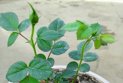 榆树修剪技巧，如何让枝繁叶茂