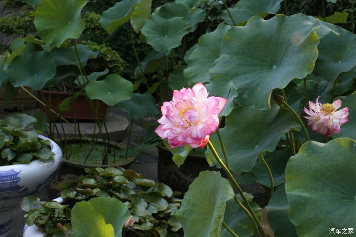 地里挖坑Zuo死水池养鱼种荷花可行吗？