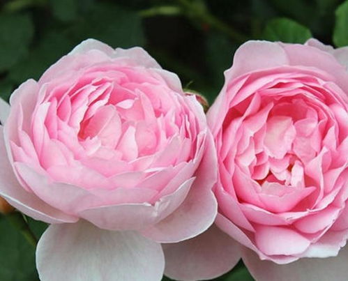 月季耐阴？黄金庆典月季耐阴！爆款耐阴月季推荐！