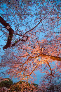 樱花绽放，浪漫满溢，春日花语，心动启程！