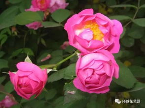 庭院角落的小秘密