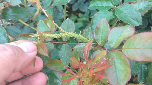 波尔多液， 黑斑病的克星