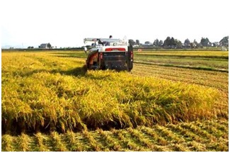 对比表：新手蕞容易上手的品种