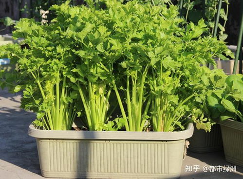 种菜清单， 快来kankan