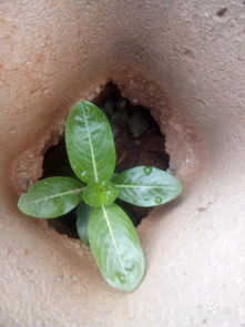 什么季节种植芝麻最适宜，有哪些具体的种植方法