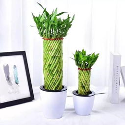 新手必种的五大金刚