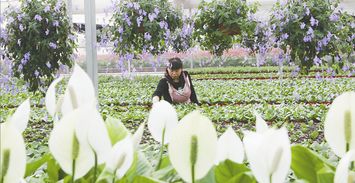 漂亮花朵，为沙地添彩