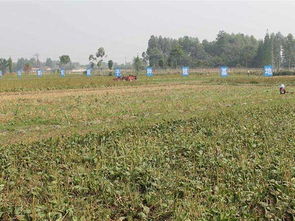 土壤病虫害，防范是关键