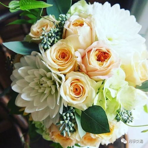 焦糖古董月季的美丽之处：花色、 花大、花期长