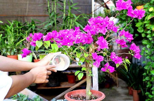 三角梅怎么修剪？开花多吗
