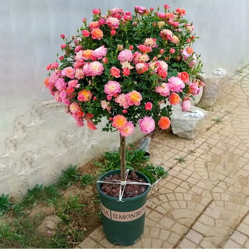 病虫害,要防治