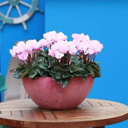 学校养花，这样操作