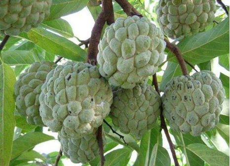 番荔枝，口感独特