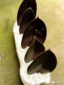 山竹扦插最佳月+移栽时机，花卉种植必看！