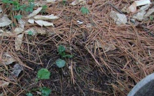 哎呀，松树烂根了怎么办？别急，慢慢说