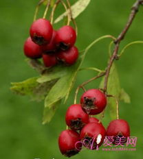 月季花浇水那些事儿