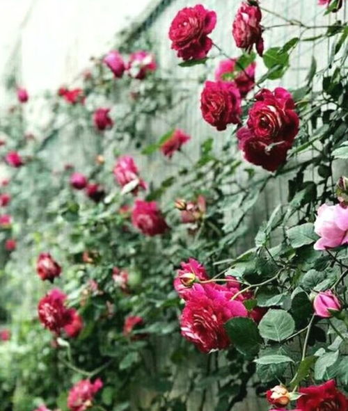 路边的月季花， 美得让人心动