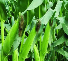 青贮原料需新鲜、含水量适中、无病虫害