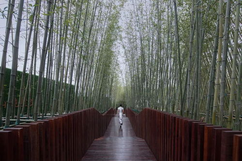 请问有哪些植物适合营造东方禅意感，嫩推荐6款吗？