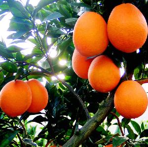 江西省主要农作物病虫害防治平安科学用药指南