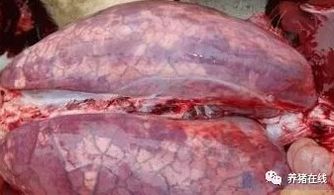 育肥猪突然死亡，病因究竟是什么