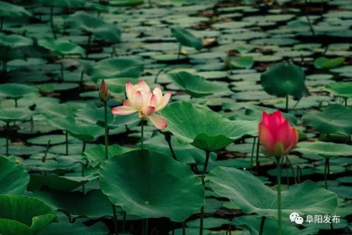 月季花的广泛认可