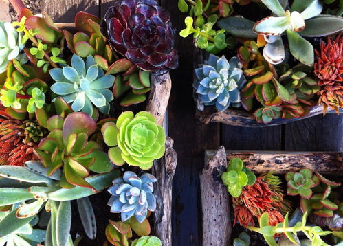 多肉植物：小巧可爱的绿精灵