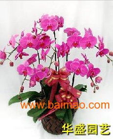 花卉租赁， 绿色生活新时尚