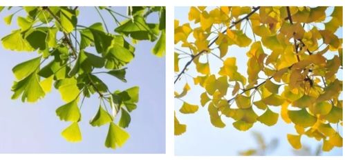 夏威夷黄叶之谜，这叶子为何会变黄