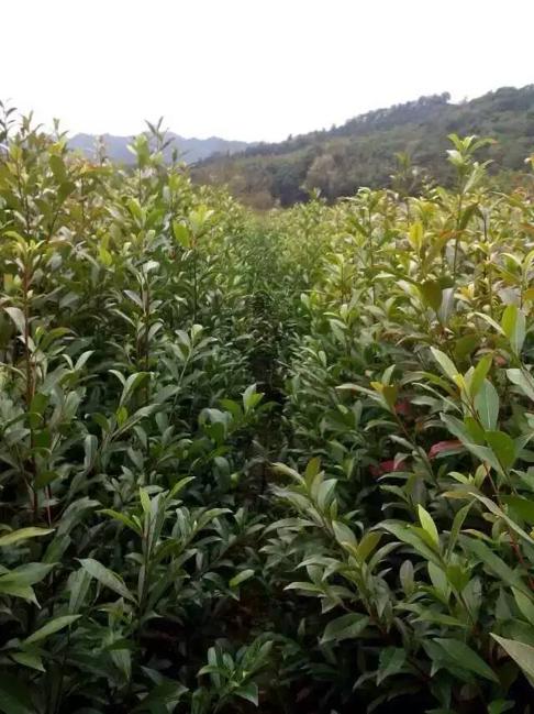 杜英树苗的种植土壤和气候条件揭秘