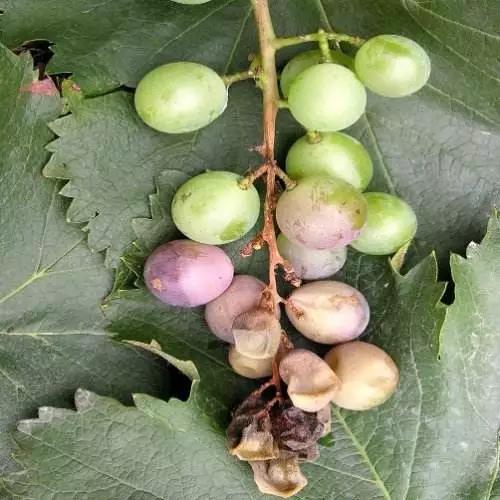 巨峰葡萄灰霉病和白腐病有何区别？