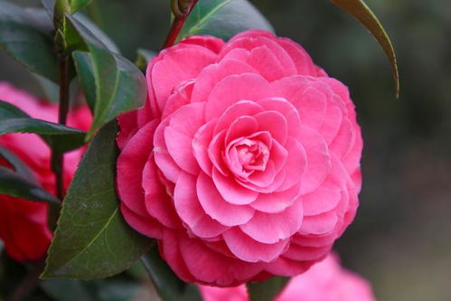 茶花重瓣类品种：花瓣层层叠叠