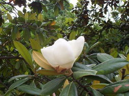 广玉兰为何不开花？