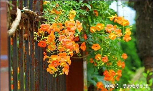 东北地区的藤蔓植物