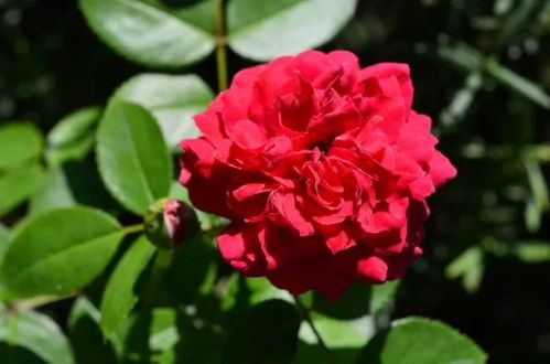 月季花中的明星——阿尔戈英雄