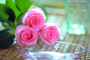 狂欢泡泡玫瑰花语中，如何正确传递真挚情感