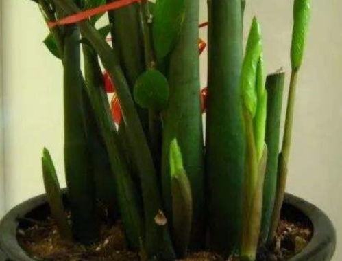 翻盆换土是关键