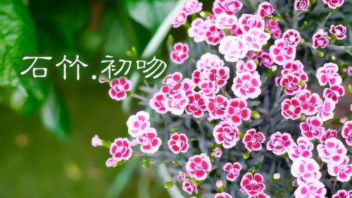 石竹和康乃馨有什么区别？哪种花更适合送给母亲