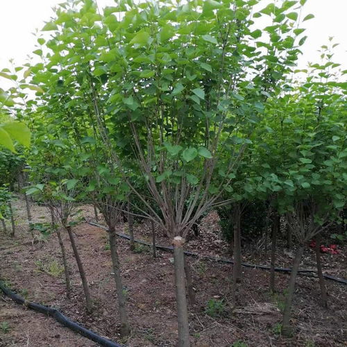 金边胡颓子哪里有卖？园林绿化工程常用苗木推荐