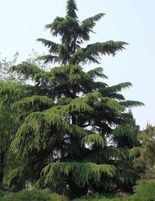 行情如何，我来给你分析分析