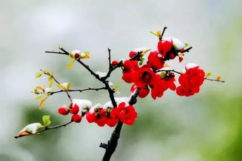 腊梅的耐心等待