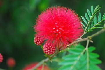 朱缨花黄叶是什么原因引起的？如何有效治疗和预防