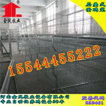 如何搭建鸡笼？防潮技巧让养鸡更轻松！