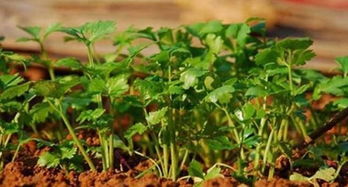 二、 香菜：香喷喷的冬季调料