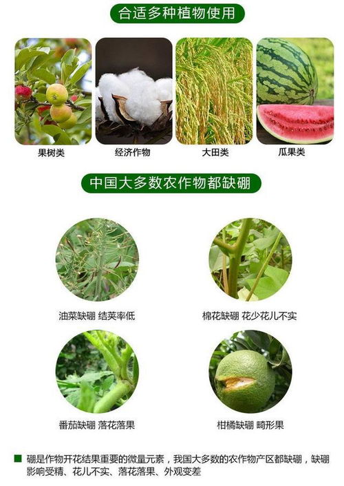 草本种植密度大揭秘：品种产量那些事儿